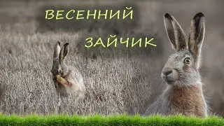 Весенний зайчик в поле