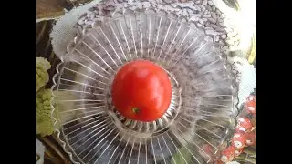 Томат 