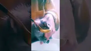 кормлю с ложки котенка
