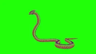 Anaconda Snake Green Screen