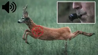 Roe Buck Call - Hunting Roe Buck Calling Trap