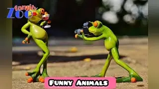 Funny Animal | Funny Animals | Funny Animal Videos | Cats | Funny Cats | Dogs | Zoofamily