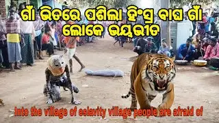 ଗାଁ ଭିତରେ ପଶିଲା ହିଂସ୍ର ବାଘ ଗାଁ ଲୋକେ ଭୟଭୀତ Into the village of eslavity village people are afraid of