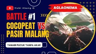 Ujicoba Media Tanam TERBAIK untuk Tanam Pucuk Tanpa Akar antara  Cocopeat vs Pasir Malang