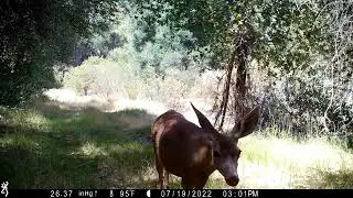 Southern mule deer does and fawns