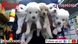 Pomeranian