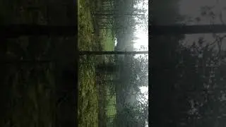 Тверь Ржев леса