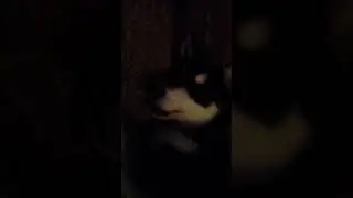 Маламутик