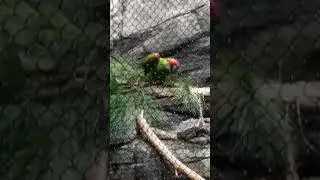 Parrot at the cincinnati zoo #animal #bringingthezootoyou #cincinnati #zoo #wildlife