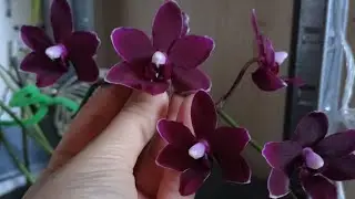 Красота орхидей🌺 Релакс🌺