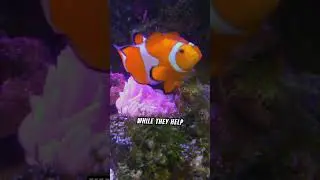Dive Into The World Of The Anemone Fish Also Known As The Clownfish
