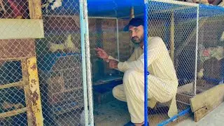 My cage sating || Love Birds cage || Ringneck and Raw partot