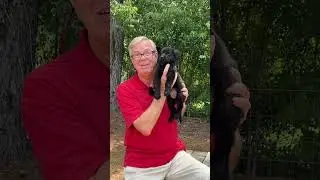 How To Become a Successful German Shepherd Breeder...AND do it the RIGHT WAY!!!