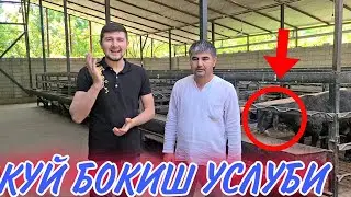 ТОЖИКИСТОНДАН КЕЛДИЛАР КУЙ БОКИШ УРГАНИШ УЧУН