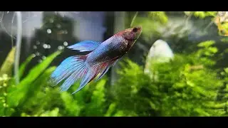 30 gallon tank 4k update