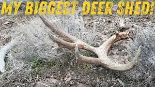 Biggest Deer Shed Of My Life! + WAY More Sheds!