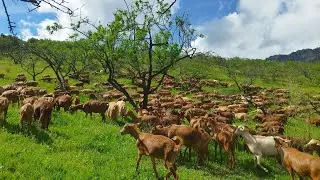 لهذا السبب نعطي كمية قليلة  من العلف الماعز ورغم ذالك ارتفاع في انتاج الحليب وتساقط الأمطار والثلوج