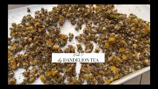 Week 20- DIY DANDELION TEA