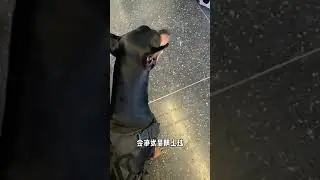 The Incredible Transformation of a Dog - From 'i狗' to 'e狗' Experience
