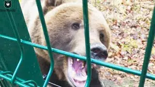 На прогулке с Мансуром🐻🚶‍♂️