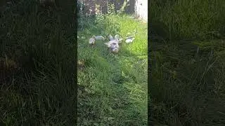 ЖИЗНЬ УТОК НА ВОЛЕ