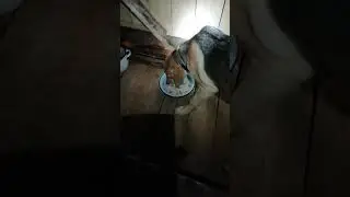 Ужин в Вольере!