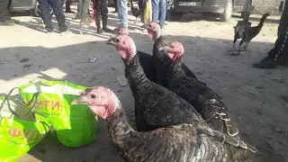 Шовот пир бозор товуклар нархи 2021 10 20