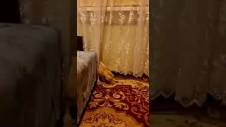 Кот и воздушный шарик   #shorts