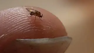 That time I successfully saved a drowning gnat...