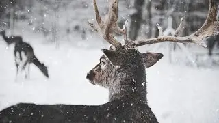 Nature - Soundtrack composed by Fyrosand