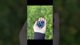 поход в лес на лошадях