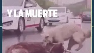 La verdad sobre la vida de los perros en situación de calle.