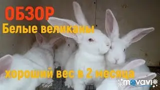 Обзор. Белые Великаны. Вес кролика в 2 месяца.