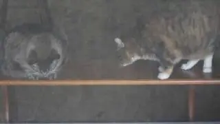 Meet Sasha & Sinatra