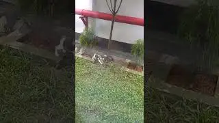 Cat at office premises #cat #catlover #cutecat
