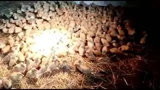#Птицеводство #Гусят  по осени считать будем