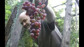 The grape ape in action!