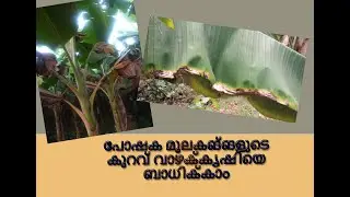 വാഴയുടെ വളപ്രയോഗം