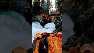 1. "Whispers of the Wild"2. "Nature's Symphony"3. "The Emerald Escape"4. "Breathe with the Breeze