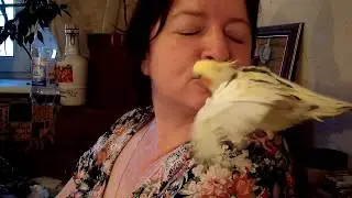 Попугаиха Мася обнимает хозяйку