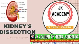 kidney's dissection tutorial