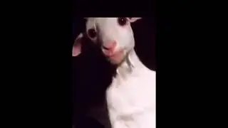 what's wrong with the goat