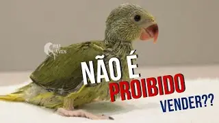 COMO VENDER AVES EXÓTICAS LEGALMENTE