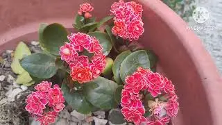 Different varieties of flowers join live premier 