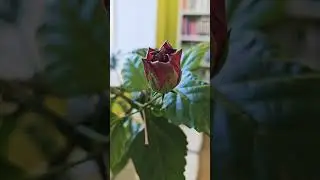 #Цветы на работе 🌹🌹🌹