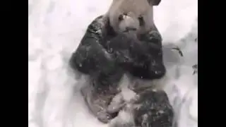 Giant panda Tian Tian enjoys the snow at the National Zoo in Washington, DC #Excited #Blizzard2016