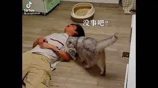Кот приколы 2021 |Тик Ток #Shorts