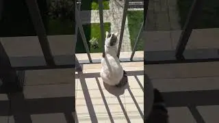 Кот Оскар принимает солнечные ванны и слушает пение птиц 🐈 😸 🐈 