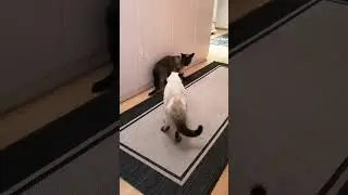 Слабонервным не смотреть! Стич вырос