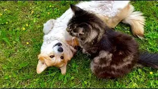 ПО ПРОСЬБЕ ЗРИТЕЛЕЙ❤️ НОВЫЕ ПРИКЛЮЧЕНИЯ КОТА И СОБАКИ